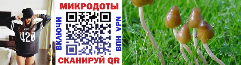 KRAKEN вход  что такое   Богданович  Галлюциногенные грибы Psilocybine cubensis 