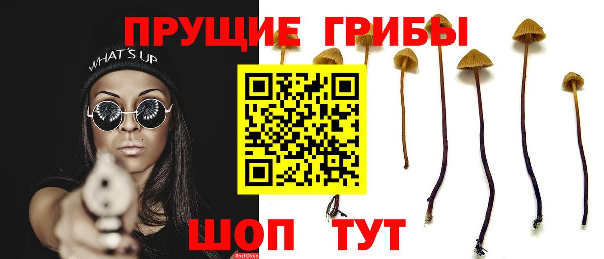 Галлюциногенные грибы Psilocybe  Псилоцибиновые грибы мицелий  Вход с VPN  наркотики  Богданович 