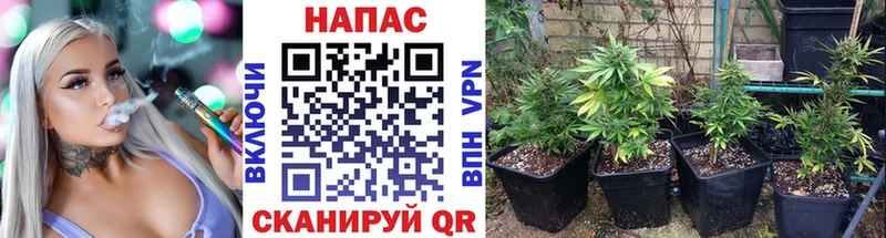 Канабис MAZAR Богданович